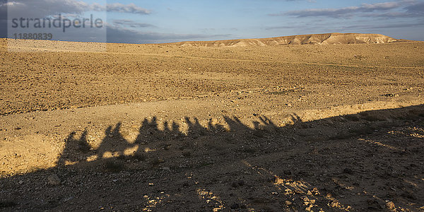 Schatten von Touristen  die in einer Reihe auf Kamelen reiten  und eine Landschaft in der judäischen Wüste; Ezor Beer Sheva  Südbezirk  Israel'.