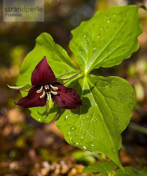 Rote Trillium (Trillium erectum) Wildblume und Regentropfen; Cape Split  Nova Scotia  Kanada'.