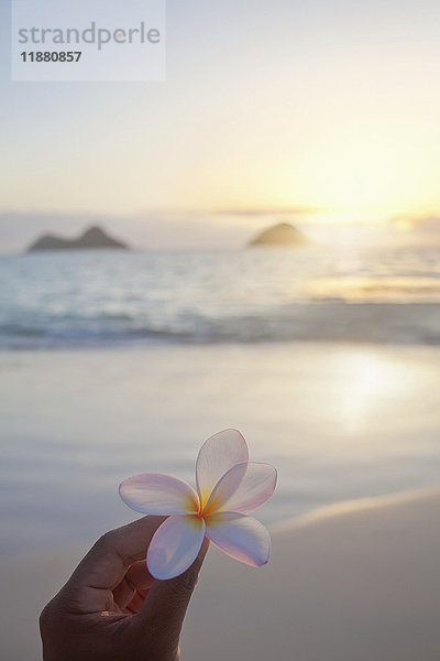 Eine Hand hält eine Plumeria-Blüte mit Blick auf die Mokulua-Zwillingsinseln und den Ozean bei Sonnenuntergang in der Ferne; Kailua  Oahu  Hawaii  Vereinigte Staaten von Amerika'.