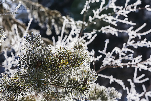 Nahaufnahme von frostigen Tannennadeln und eisbedeckten Baumzweigen; Alberta  Kanada'.