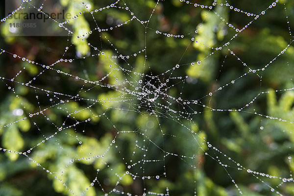 Wassertropfen auf einem Spinnennetz; North Yorkshire  England'.