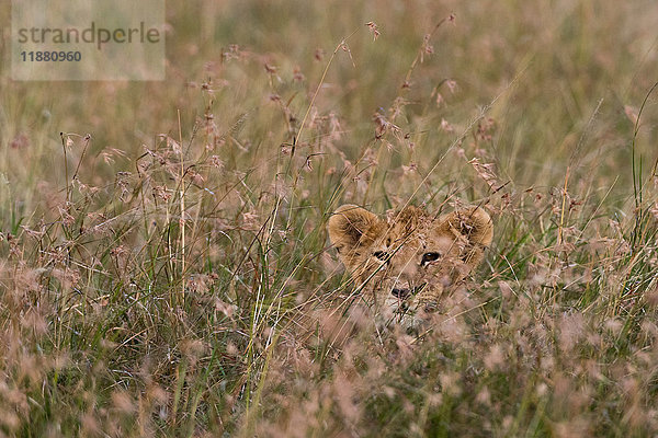 Ein Löwenjunges (Panthera leo)  das auf seine Mutter wartet und sich im hohen Gras versteckt  Masai Mara  Kenia  Afrika