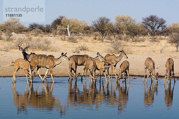 Großer Kudu (Tragelaphus strepsiceros)  am Wasserloch  Kalahari  Botswana  Afrika