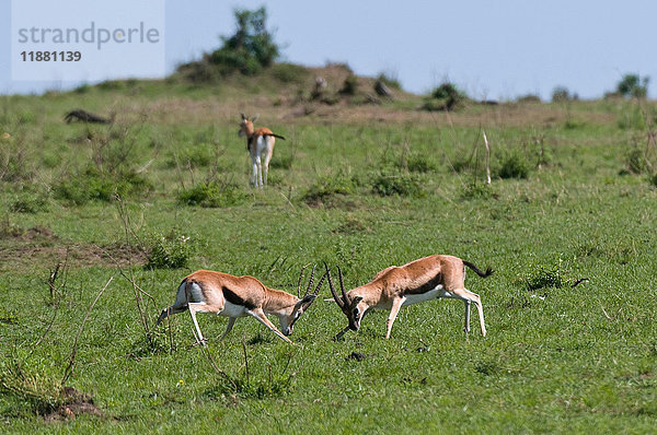 Thompson-Gazellen-Sparring (Gazella thompsoni)  Masai Mara National Reserve  Kenia