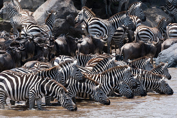 Grant's Zebras (Equus quagga boehmi) und Östliches Weißbartgnu (Connochaetes taurinus)  trinkend am Mara-Fluss  Masai Mara Nationalreservat  Kenia  Afrika