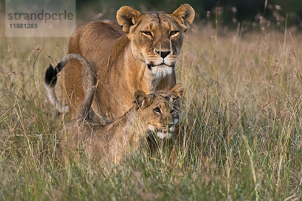 Löwin und Jungtiere (Panthera leo)  Masai Mara  Kenia  Afrika