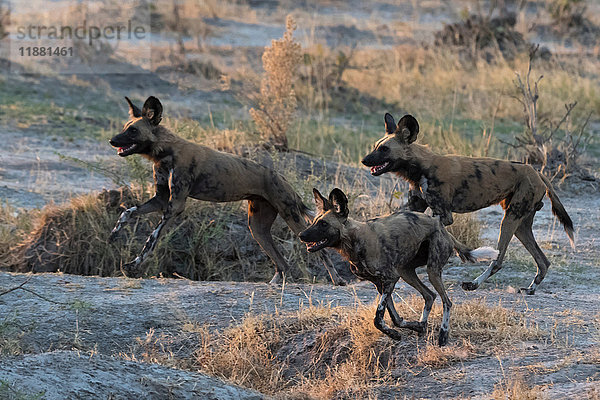 Gruppe afrikanischer Wildhunde (Lycaon pictus)  Savuti  Chobe-Nationalpark  Botswana  Afrika