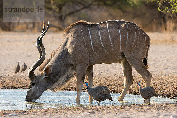 Grosser Kudu (Tragelaphus strepsiceros)  Trinken am Wasserloch  Kalahari  Botswana  Afrika