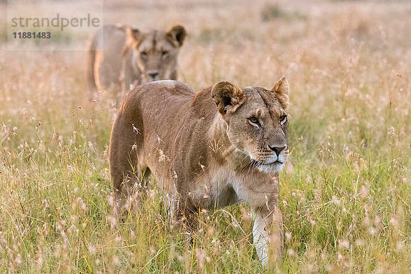 Zwei Löwinnen (Panthera leo)  zu Fuss  Masai Mara  Kenia  Afrika