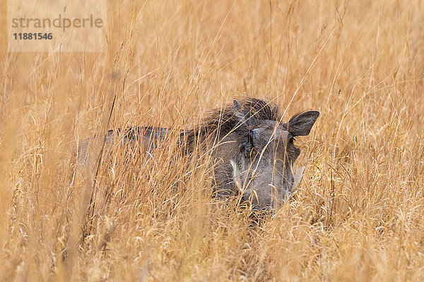 Ein Warzenschwein (Phacochoerus africanus)  versteckt im langen Gras  Nxai Pan  Botswana  Afrika