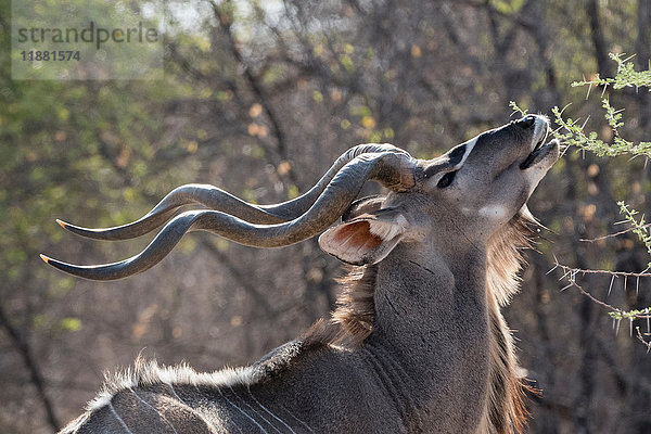 Porträt des männlichen Grosskudu (Tragelaphus strepsiceros)  Kalahari  Botswana  Afrika