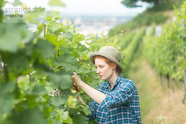 Frau  die im Weinberg arbeitet  Baden-Württemberg  Deutschland