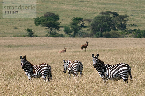 Gemeines Zebra (Equus quagga)  Masai Mara National Reserve  Kenia
