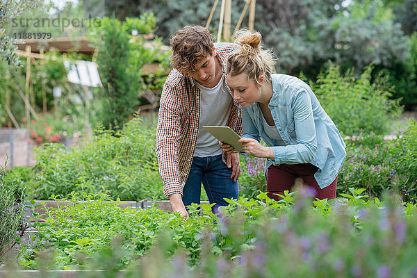 Junger Mann und Frau im Stadtgarten  fotografieren Pflanzen mit einem digitalen Tablett