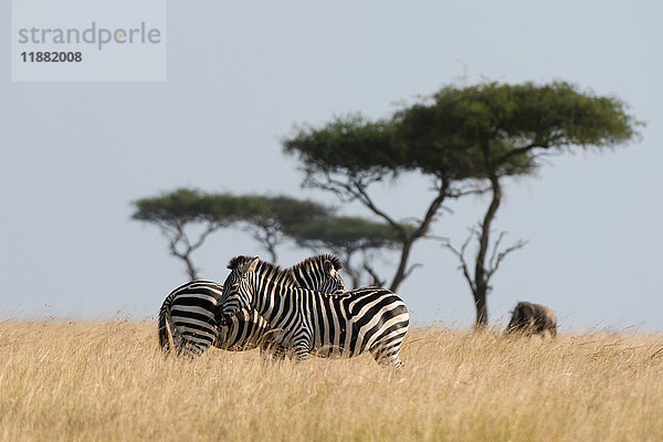 Grant's Zebra (Equus burchellii boehmi)  Masai Mara National Reserve  Kenia  Afrika