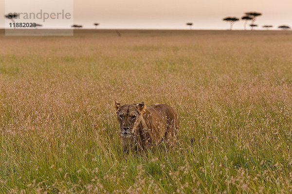 Eine Löwin (Panthera leo)  zu Fuss in der Savanne  Masai Mara  Kenia  Afrika