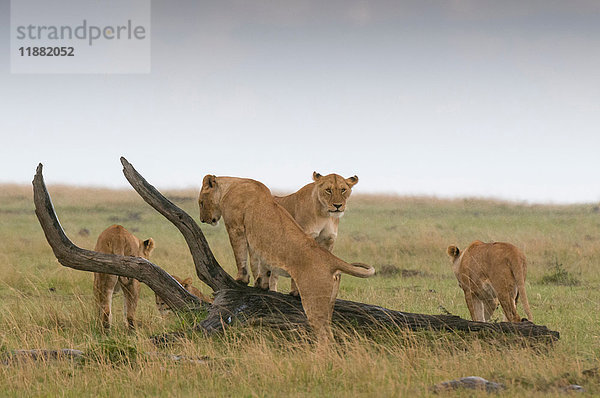 Spielende Löwinnen (Panthera leo)  Masai Mara National Reserve  Kenia