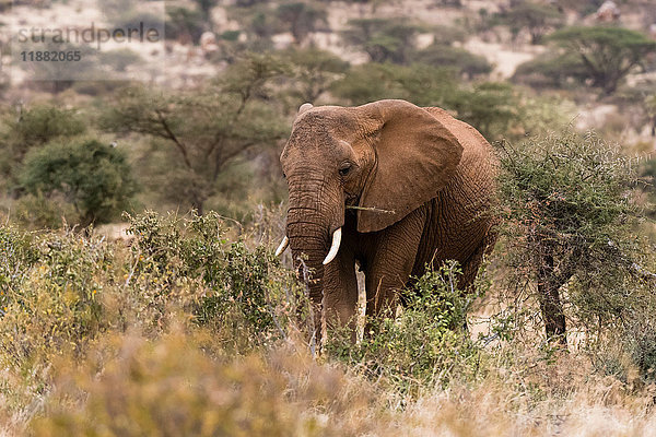 Afrikanischer Elefant (Loxodonta Africana)  Kalama Wildlife Conservancy  Samburu  Kenia  Afrika