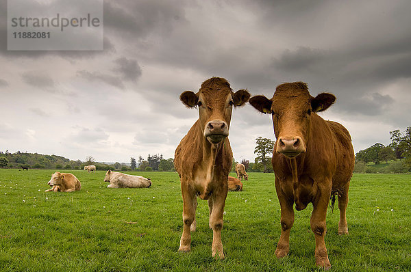 Zwei Kühe stehen auf einem Feld  Grafschaft Kilkenny  Irland