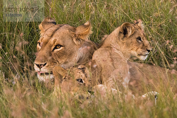 Löwin und Jungtiere (Panthera leo)  Masai Mara  Kenia  Afrika