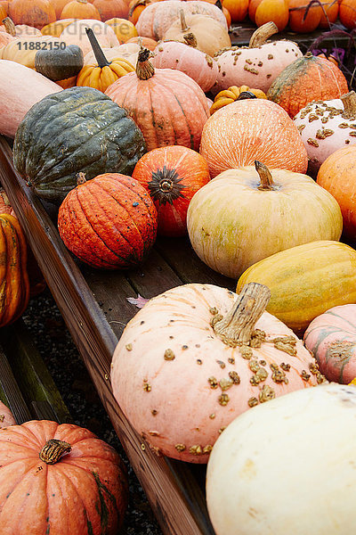 Herbstfarbene Kürbisse und Kürbisse am Stand des Gartencenters