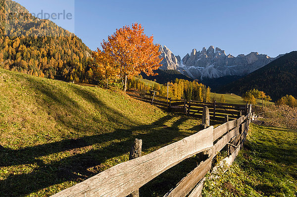 Panoramablick auf das Odle-Gebirge  Santa Maddalena  Funes-Tal  Dolomiten  Südtirol  Italien  Europa