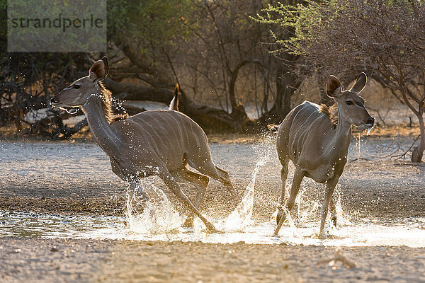 Zwei grössere Kudu-Weibchen (Tragelaphus strepsiceros)  die bei Sonnenaufgang vom Wasserloch weglaufen  Kalahari  Botswana  Afrika