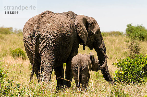 Afrikanischer Elefant und Jungtier (Loxodonta africana)  Masai Mara-Nationalreservat  Kenia