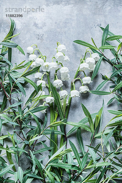 Draufsicht auf Blüten und Blätter