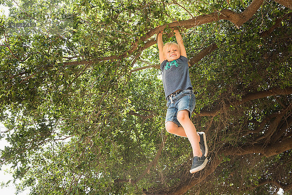 Junge  der am Ast eines Baumes hängt und lächelnd in die Kamera schaut
