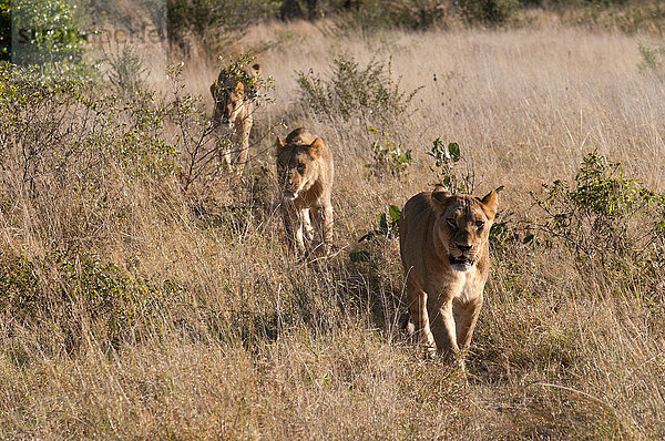 Löwenrudel (Panthera leo)  Savute Channel  Linyanti  Botswana