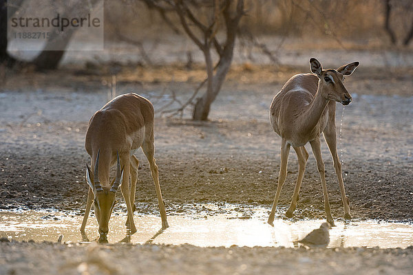 Eine weibliche und ein junger männlicher Impala (Aepyceros melampus)  die bei Sonnenaufgang am Wasserloch trinken  Kalahari  Botswana  Afrika