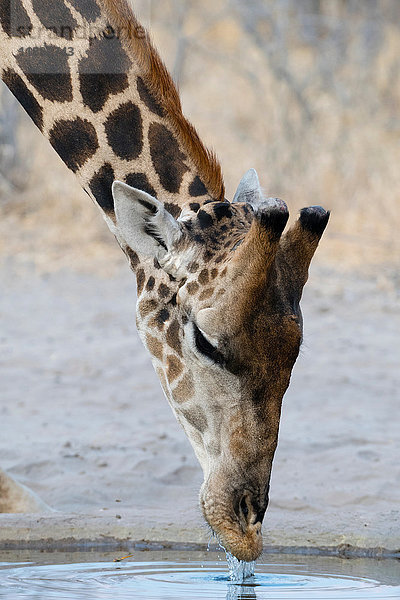 Eine Südliche Giraffe (Giraffa camelopardalis) beim Trinken  Kalahari  Botswana  Afrika