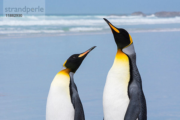 Porträt von zwei Königspinguinen (Aptenodytes patagonica)  am Sandstrand  Port Stanley  Falklandinseln  Südamerika