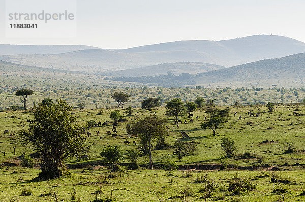 Masai Mara-Nationalreserve  Kenia
