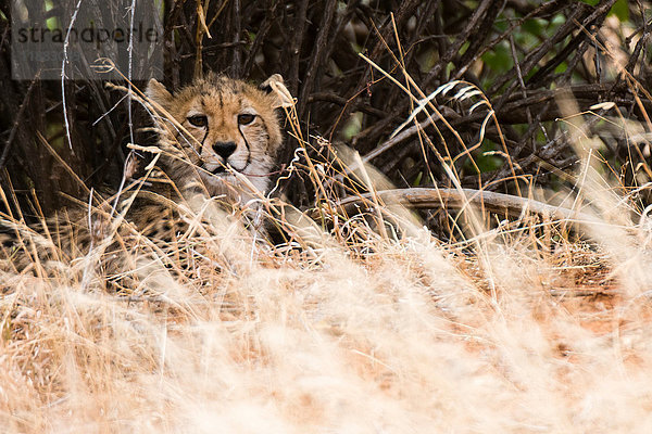 Porträt eines Gepardenbabys (Acinonyx jubatus)  Samburu National Reserve  Kenia  Afrika