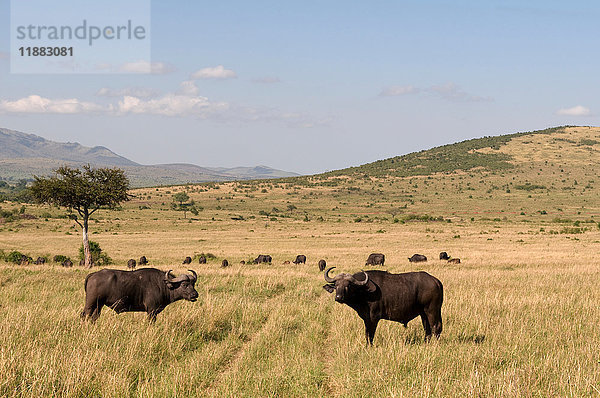 Kaffernbüffel (Syncerus caffer)  Masai Mara National Reserve  Kenia