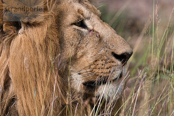 Löwe (Panthera leo)  Masai Mara  Kenia  Afrika