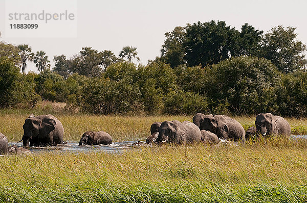 Elefanten (Loxodonta Africana)  Okavango-Delta  Botswana