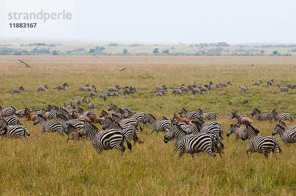 Wandernde Zebras (Equus quagga) und Topi (Damaliscus korrigum)  Masai Mara National Reserve  Kenia