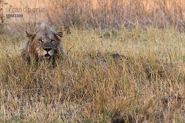 Löwe (Panthera leo)  im Gras ruhend  Okavango-Delta  Botswana  Afrika