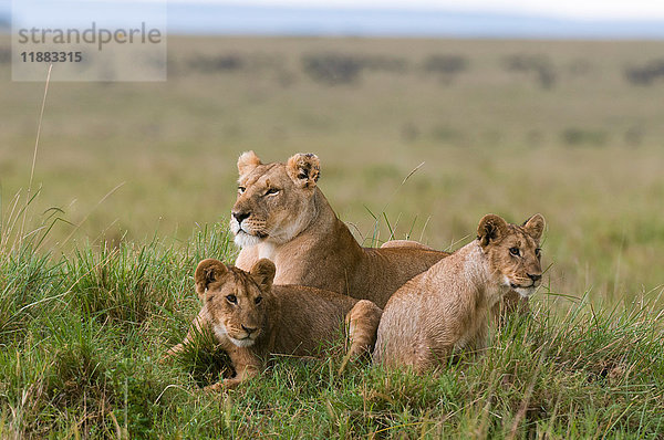 Löwin und Jungtiere (Panthera leo)  Masai Mara National Reserve  Kenia