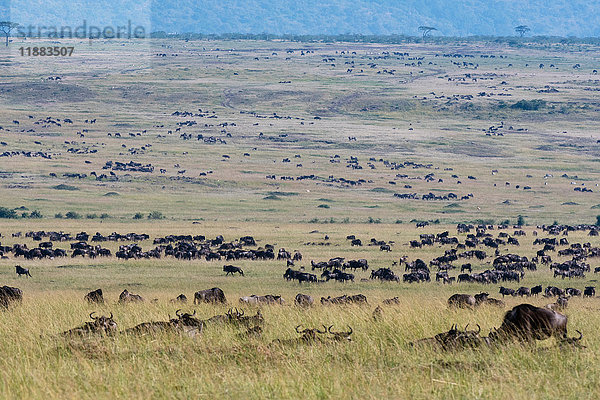 Östliches Weißbartgnu (Connochaetes taurinus albojubatus)  Migration  Masai Mara National Reserve  Kenia  Afrika