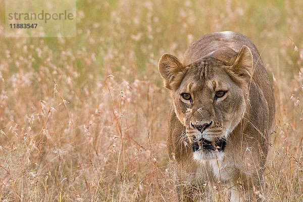 Löwin (Panthera leo) zu Fuss in der Savanne  Masai Mara  Kenia  Afrika