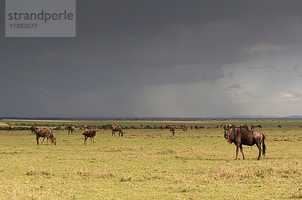 Gnu (Connochaetes taurinus)  Masai Mara National Reserve  Kenia