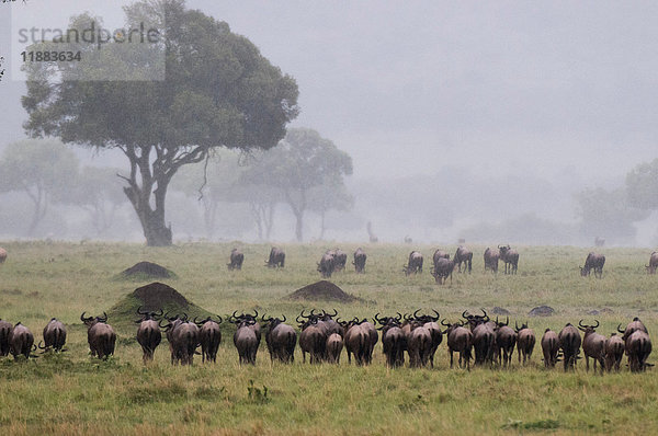Gnus (Connochaetes taurinus) nach dem Regen während der jährlichen Migration  Masai Mara National Reserve  Kenia