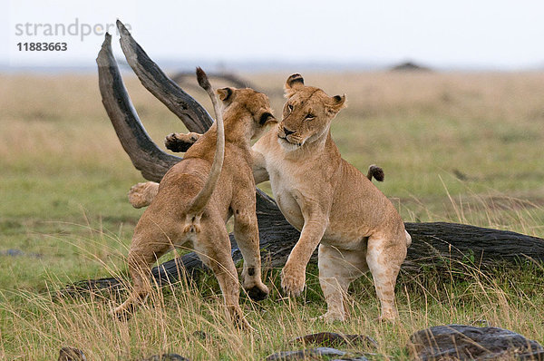 Spielende Löwinnen (Panthera leo)  Masai Mara National Reserve  Kenia