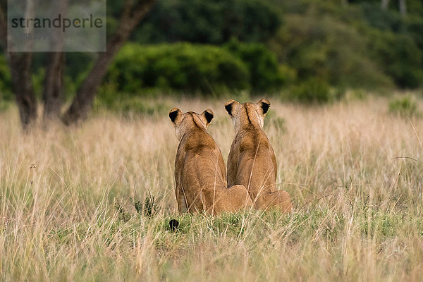 Zwei Löwinnen (Panthera leo)  Rückansicht  Masai Mara  Kenia  Afrika