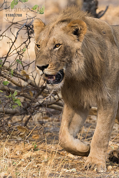 Männlicher Löwe (Panthera leo)  Savuti  Chobe-Nationalpark  Botswana  Afrika