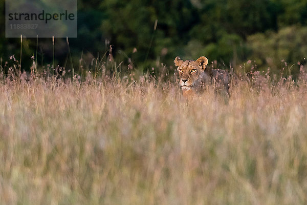 Eine Löwin (Panthera leo) auf der Suche nach ihren Jungen im hohen Gras  Masai Mara  Kenia  Afrika